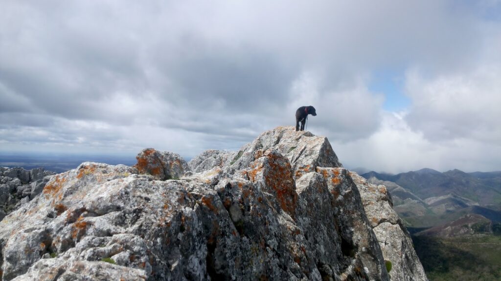 pico moro